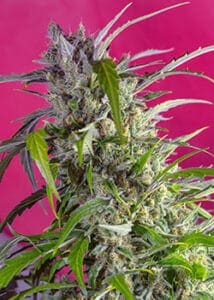 Crystal Candy Auto by Sweet Seeds