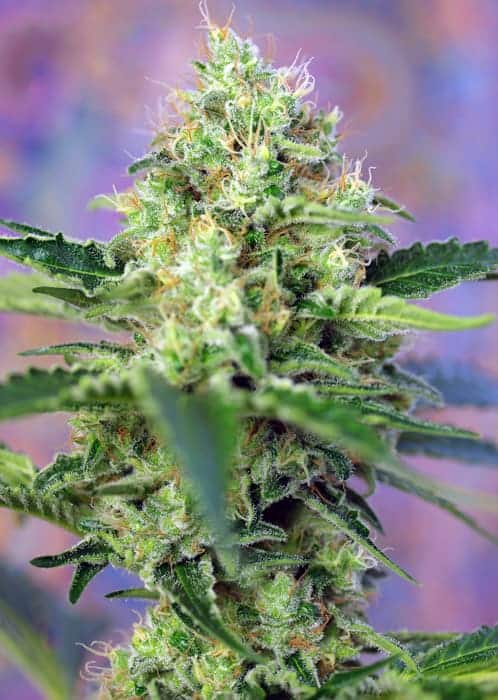 Crystal Candy by Sweet Seeds
