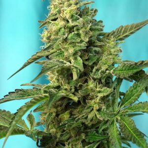 Green Poison Fast by Sweet Seeds