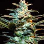 Ice Cool by Sweet Seeds