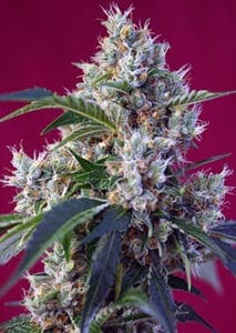 Indigo Berry Kush by Sweet Seeds