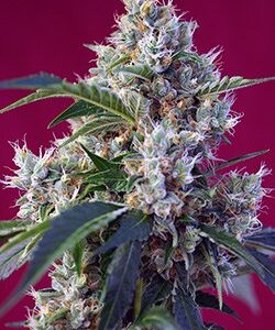 Indigo Berry Kush by Sweet Seeds
