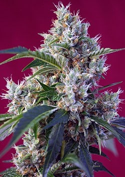 Indigo Berry Kush by Sweet Seeds