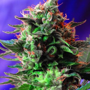 Jack 47 by Sweet Seeds