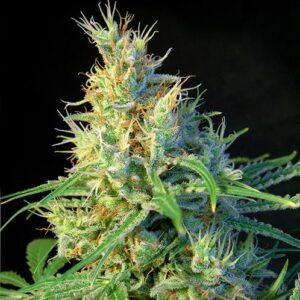 Psicodelicia by Sweet Seeds
