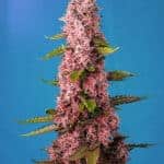 Sativa Dominant and Indica Dominant Cannabis Seeds Red Hot Cookies by Sweet Seeds