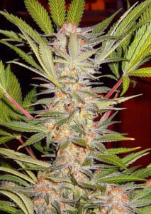 SAD by Sweet Seeds