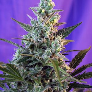 Sweet Skunk by Sweet Seeds