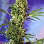 Sativa Dominant and Indica Dominant Cannabis Seeds Big Devil Auto by Sweet Seeds