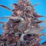 Sativa Dominant and Indica Dominant Cannabis Seeds Devil Cream Auto by Sweet Seeds