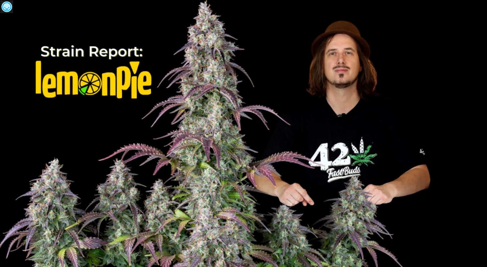 Lemon Pie Auto Strain Report by Fastbuds