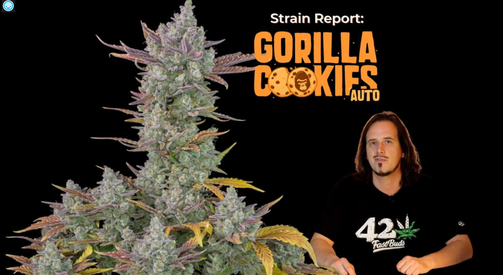 Gorilla Cookies Auto Strain Report