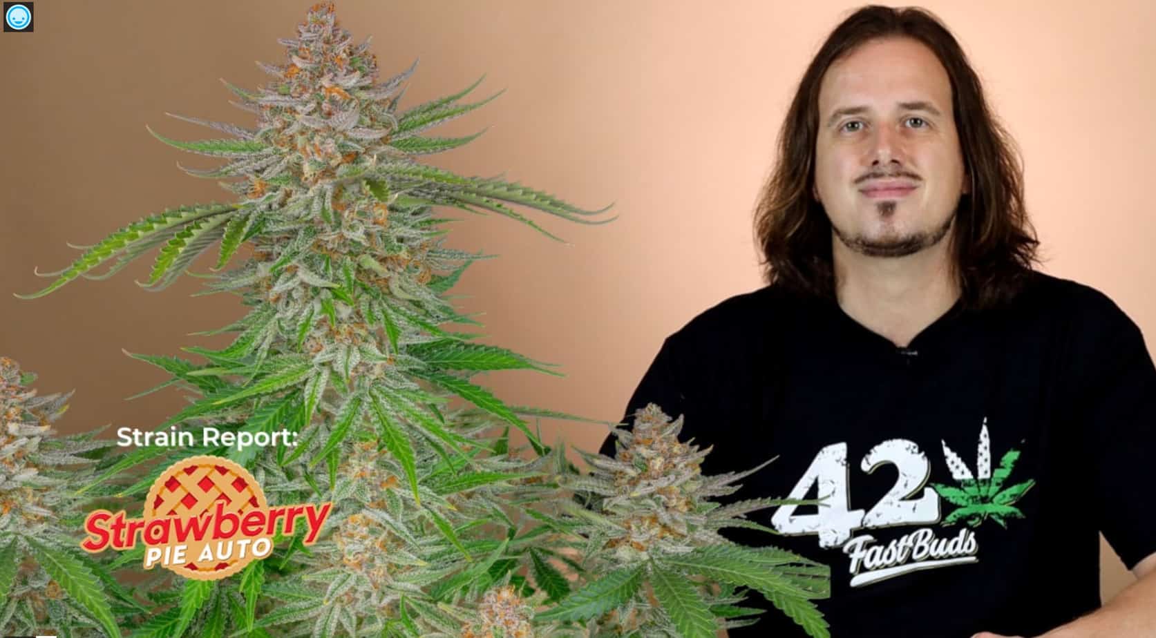 Strawberry Pie Auto Strain Report