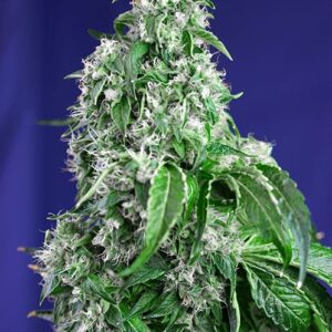 Big Devil Fast by Sweet Seeds