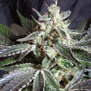 Black Jack Fast by Sweet Seeds