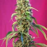 Sativa Dominant and Indica Dominant Cannabis Seeds Black Jack CBD by Sweet Seeds