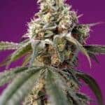 Sativa Dominant and Indica Dominant Cannabis Seeds Bruce Banner Auto by Sweet Seeds