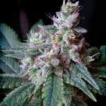 Sativa Dominant and Indica Dominant Cannabis Seeds Cream Caramel Fast by Sweet Seeds
