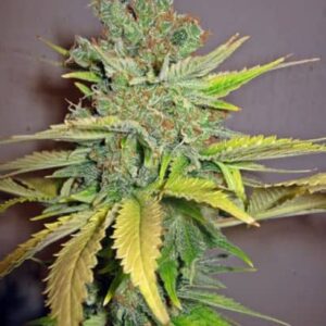 California Orange Strain by Canna Genetics Farm