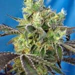 Sativa Dominant and Indica Dominant Cannabis Seeds Do Sweet Dos by Sweet Seeds