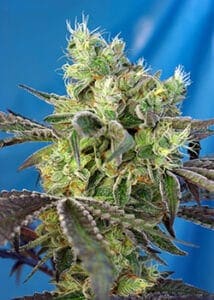 Do Sweet Dos by Sweet Seeds