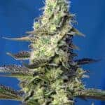 Green Poison XL Auto by Sweet Seeds Autoflowering Cannabis Seeds