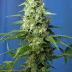 Honey Peach Auto CBD by Sweet Seeds