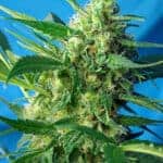 Sativa Dominant and Indica Dominant Cannabis Seeds Ice Cool Auto by Sweet Seeds