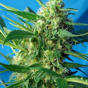 Ice Cool Auto by Sweet Seeds