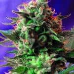 Jack 47 Fast by Sweet Seeds