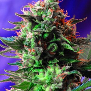 Jack 47 Fast by Sweet Seeds