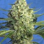 Jack 47 XL Auto by Sweet Seeds is a sativa dominant autoflower