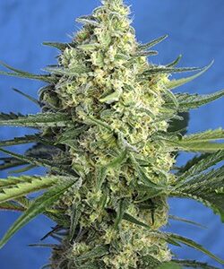 Jack 47 XL Auto by Sweet Seeds is a sativa dominant autoflower