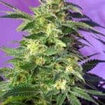 Sativa Dominant and Indica Dominant Cannabis Seeds Killer Kush Auto by Sweet Seeds