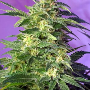 Killer Kush Auto by Sweet Seeds