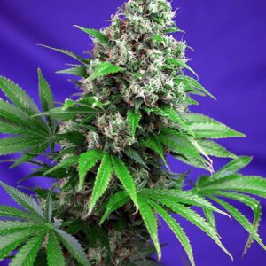Killer Kush Fast by Sweet Seeds