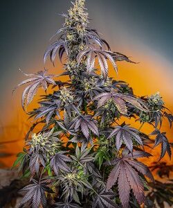 Red Gorilla Girl XL Auto by Sweet Seeds