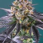 Sativa Dominant and Indica Dominant Cannabis Seeds Red Strawberry Banana Auto by Sweet Seeds
