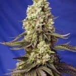 Sativa Dominant and Indica Dominant Cannabis Seeds Runtz XL Auto by Sweet Seeds