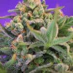 Sativa Dominant and Indica Dominant Cannabis Seeds Sweet Cheese by Sweet Seeds