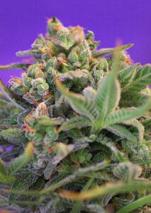 Sweet Cheese by Sweet Seeds
