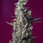 Sativa Dominant and Indica Dominant Cannabis Seeds Sweet Cherry Pie by Sweet Seeds