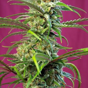 Sweet Tai by Sweet Seeds