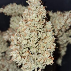 Green Crack Sativa Dominant Hybrid by Canna Genetics Farm
