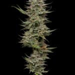 Sativa Dominant and Indica Dominant Cannabis Seeds Family Jewels by Humboldt Seed Company