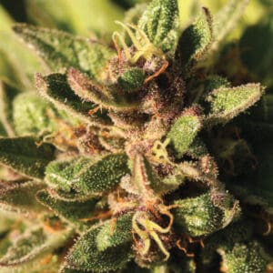 Pineapple Muffin by Humboldt Seed Company