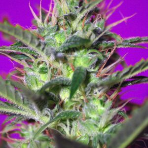 Botafumeiros Feminized Sativa Dominant Hybrid by Sweet Seeds