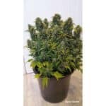 Sativa Dominant and Indica Dominant Cannabis Seeds Auto Duck by Dutch Passion