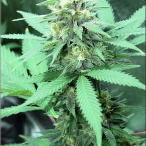 Dark Rhino by Kingdom Organic Seeds