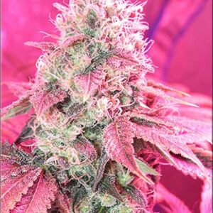 Fat Tuesday by Kingdom Organic Seeds
